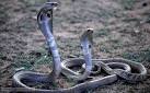 BBC Nature - Cobras, kraits and coral snakes videos, news and facts