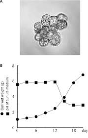 Attēlu rezultāti vaicājumam “Jungermannia subulata”