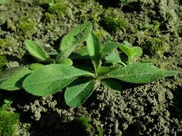 Attēlu rezultāti vaicājumam “Knautia arvensis”