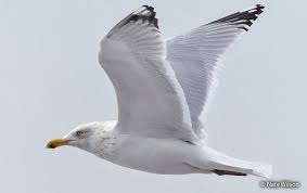 Attēlu rezultāti vaicājumam “Larus argentatus adult”