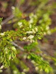 Attēlu rezultāti vaicājumam “Empetrum nigrum flower”