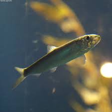 Image result for Clupea pallasii