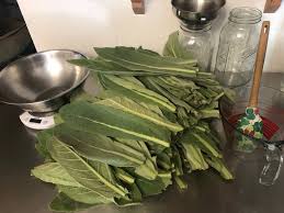 Attēlu rezultāti vaicājumam “Verbascum thapsus fruit”