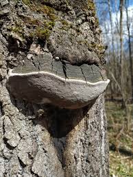 Attēlu rezultāti vaicājumam “Phellinus”