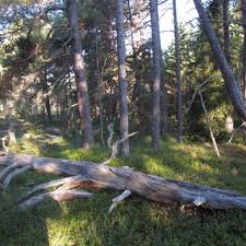 Attēlu rezultāti vaicājumam “Cribraria intricata”