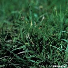 Attēlu rezultāti vaicājumam “Carex pulicaris”