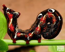 Attēlu rezultāti vaicājumam “Macrothylacia rubi larva”