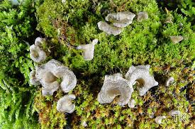 Attēlu rezultāti vaicājumam “Arrhenia spatulata”