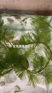 「金魚藻」的圖片搜尋結果