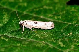 Attēlu rezultāti vaicājumam “Yponomeuta plumbella”