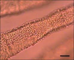Attēlu rezultāti vaicājumam “Antitrichia curtipendula macro”