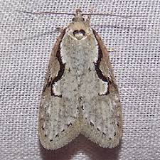 Attēlu rezultāti vaicājumam “Semioscopis avellanella imago”