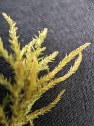 Attēlu rezultāti vaicājumam “Eurhynchiastrum pulchellum macro”