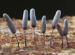 Attēlu rezultāti vaicājumam “Stemonitopsis hyperopta var. landewaldii spores”