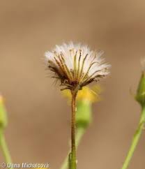 Attēlu rezultāti vaicājumam “Senecio viscosus flower”