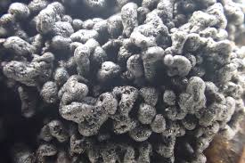 Attēlu rezultāti vaicājumam “Physarum confertum spores”