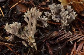 Attēlu rezultāti vaicājumam “Thelephora palmata”