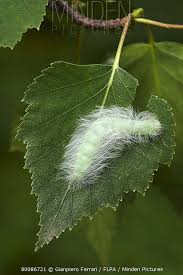 Attēlu rezultāti vaicājumam “Acronicta leporina larva”