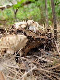 Attēlu rezultāti vaicājumam “Asterophora lycoperdoides”