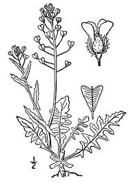 Attēlu rezultāti vaicājumam “Capsella bursa-pastoris flower”