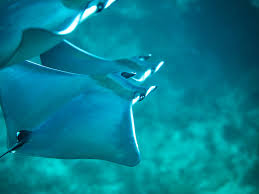 Image result for Mobula tarapacana