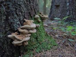 Attēlu rezultāti vaicājumam “Inonotus leporinus”