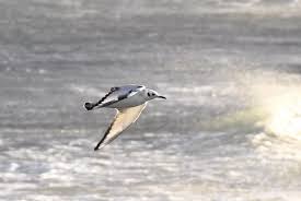 Image result for Chroicocephalus philadelphia