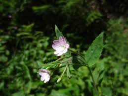 Attēlu rezultāti vaicājumam “Epilobium parviflorum”
