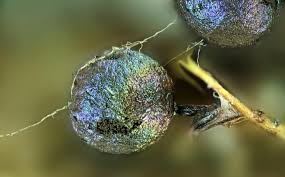 Attēlu rezultāti vaicājumam “Lamproderma arcyrioides macro”