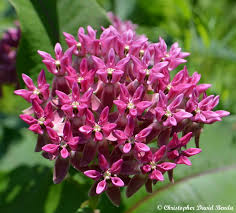 Attēlu rezultāti vaicājumam “Acer pseudoplatanus fo. purpurascens flower”