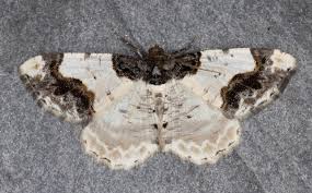 Attēlu rezultāti vaicājumam “Ligdia adustata”