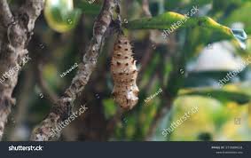 Attēlu rezultāti vaicājumam “Nymphalis pupa”