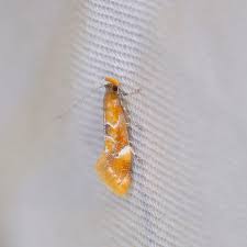 Attēlu rezultāti vaicājumam “Epicallima formosella”