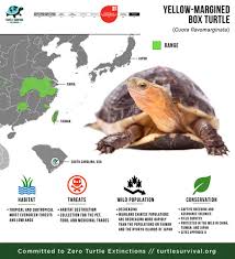 Attēlu rezultāti vaicājumam “Tortula lingulata macro”