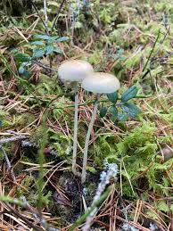 Attēlu rezultāti vaicājumam “Protostropharia alcis”