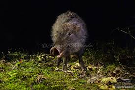 Attēlu rezultāti vaicājumam “Sus scrofa”