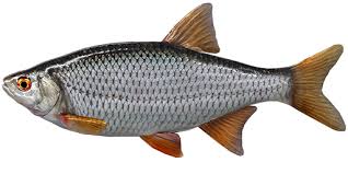 Attēlu rezultāti vaicājumam “Rutilus rutilus”