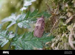 Attēlu rezultāti vaicājumam “Agonopterix heracliana”