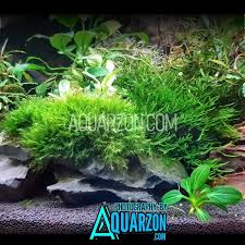 Attēlu rezultāti vaicājumam “Fissidens arnoldii macro”