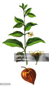 Attēlu rezultāti vaicājumam “Physalis alkekengi leaf”