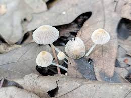 Attēlu rezultāti vaicājumam “Coprinus disseminatus”