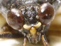 Attēlu rezultāti vaicājumam “Saldula saltatoria”