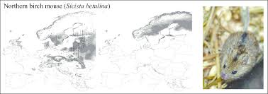 Attēlu rezultāti vaicājumam “Sicista betulina”