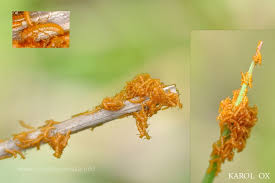 Attēlu rezultāti vaicājumam “Meloe sp. larva”