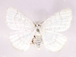 Attēlu rezultāti vaicājumam “Cabera exanthemata male”