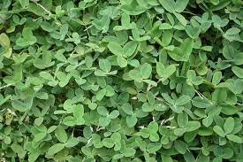 Attēlu rezultāti vaicājumam “Trifolium fragiferum leaf”