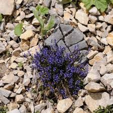 Attēlu rezultāti vaicājumam “Polygala amarella”