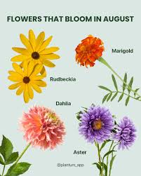 Image result for Chrysanthemum spectabile