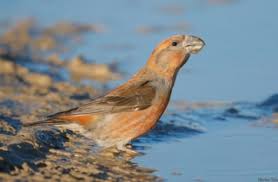 Attēlu rezultāti vaicājumam “Loxia pytyopsittacus”