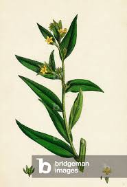Attēlu rezultāti vaicājumam “Lithospermum officinale flower”